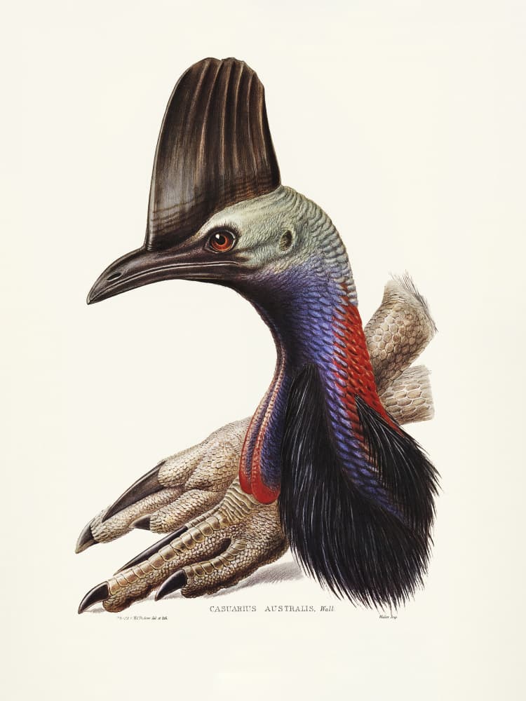 Australian Cassowary by Elizabeth and John Gould — canvas wall art