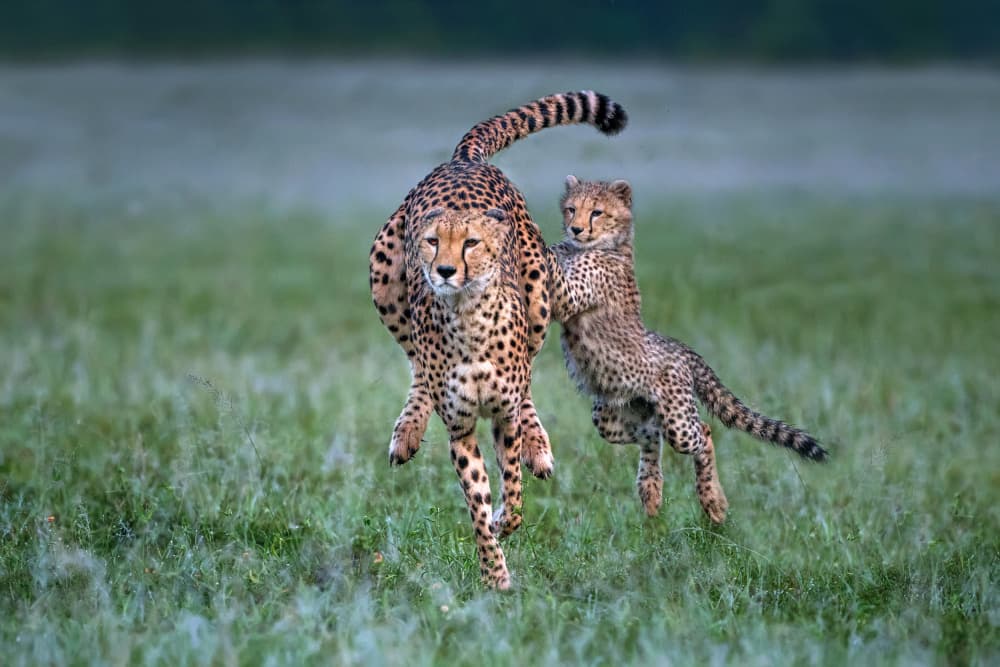 Running Cheetah Family by Xavier Ortega — canvas wall art