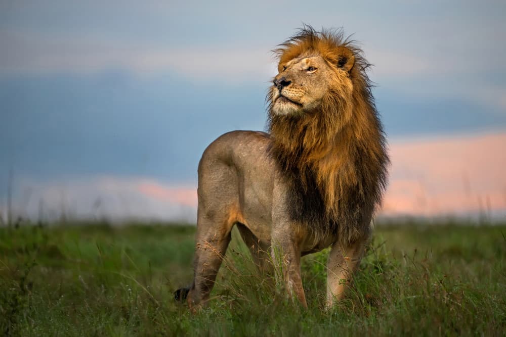 Majestic African Lion by Xavier Ortega — canvas wall art