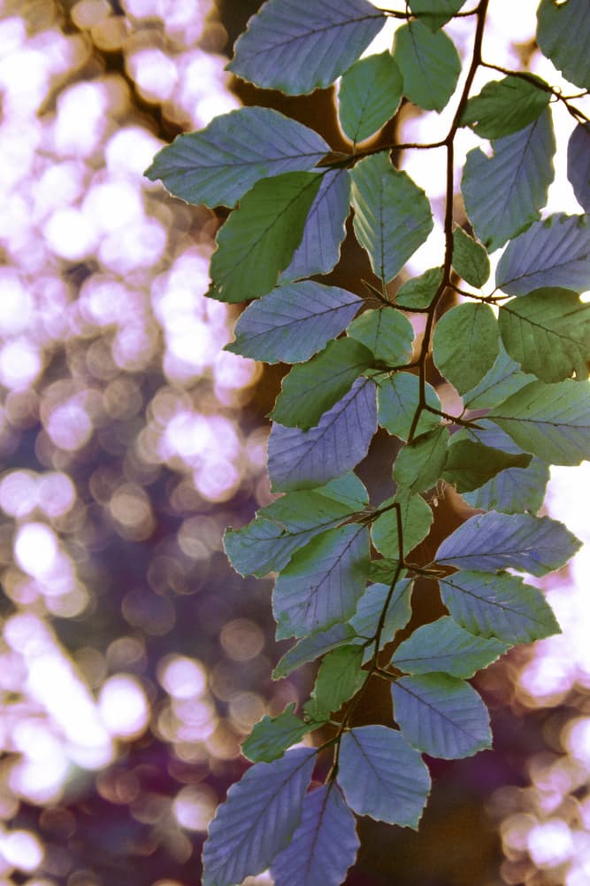 Sunlit Green Leaves by Christina Sillen — canvas wall art