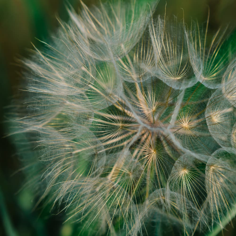 Delicate Dandelion Seed by Bethany Young — canvas wall art