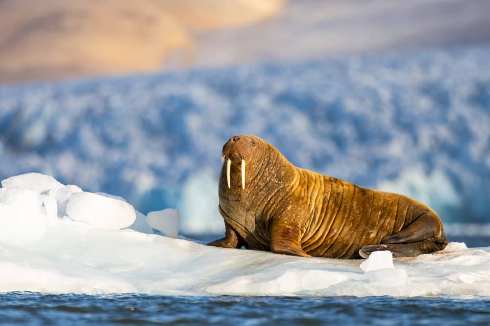 Majestic Arctic Walrus by Manish Nagpal — canvas wall art