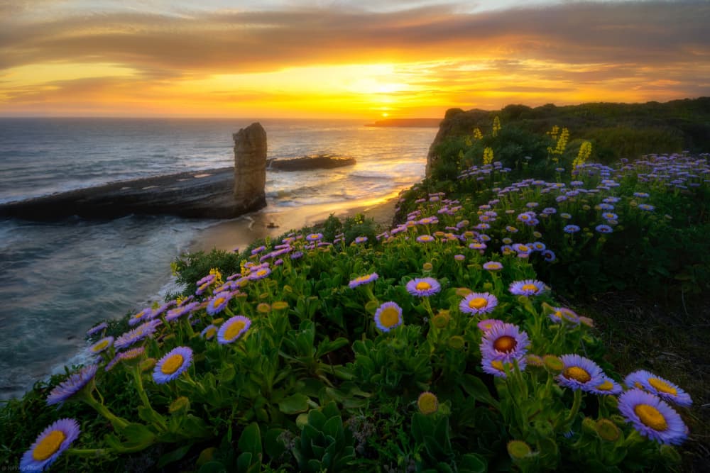 Coastal Sunset Wildflowers by Johnny Zhang — canvas wall art