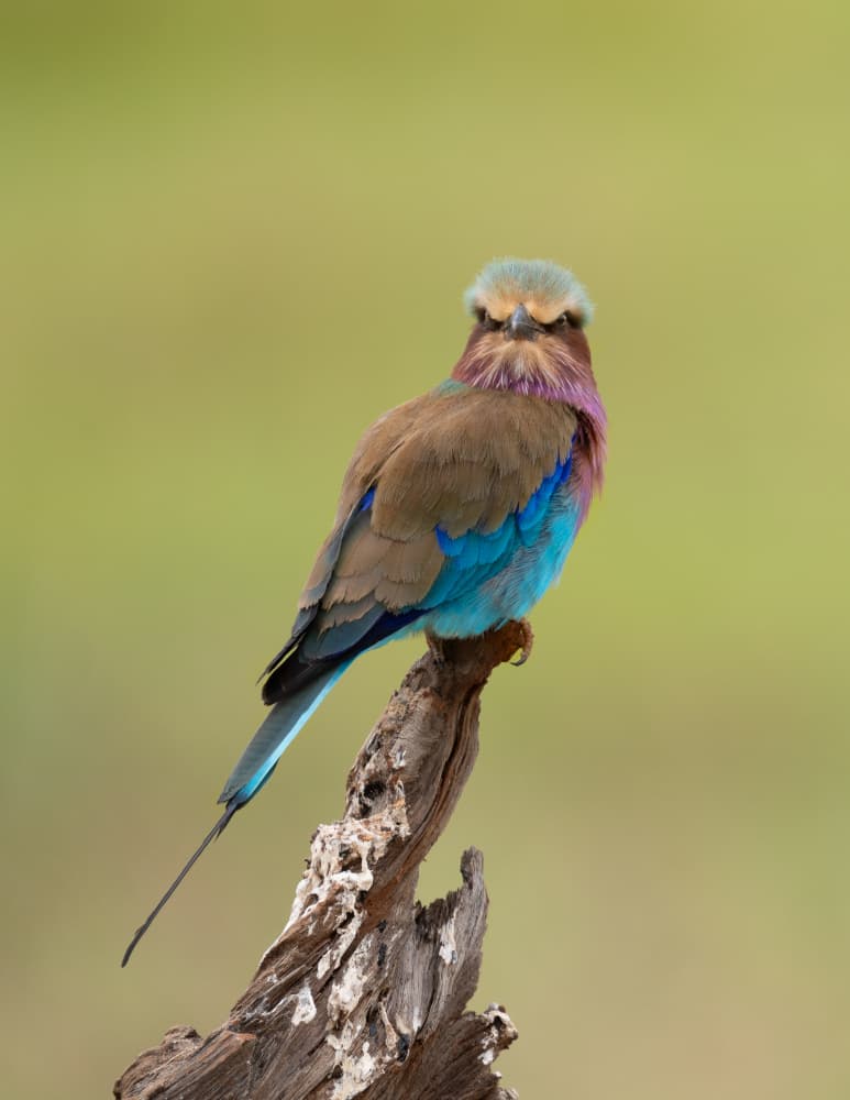 Lilac Breasted Roller Perch by James Cai — canvas wall art