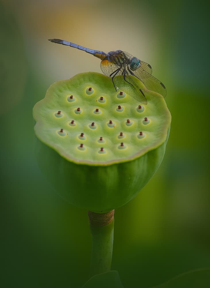 Dragonfly on Lotus Pod by Yanny Liu — canvas wall art