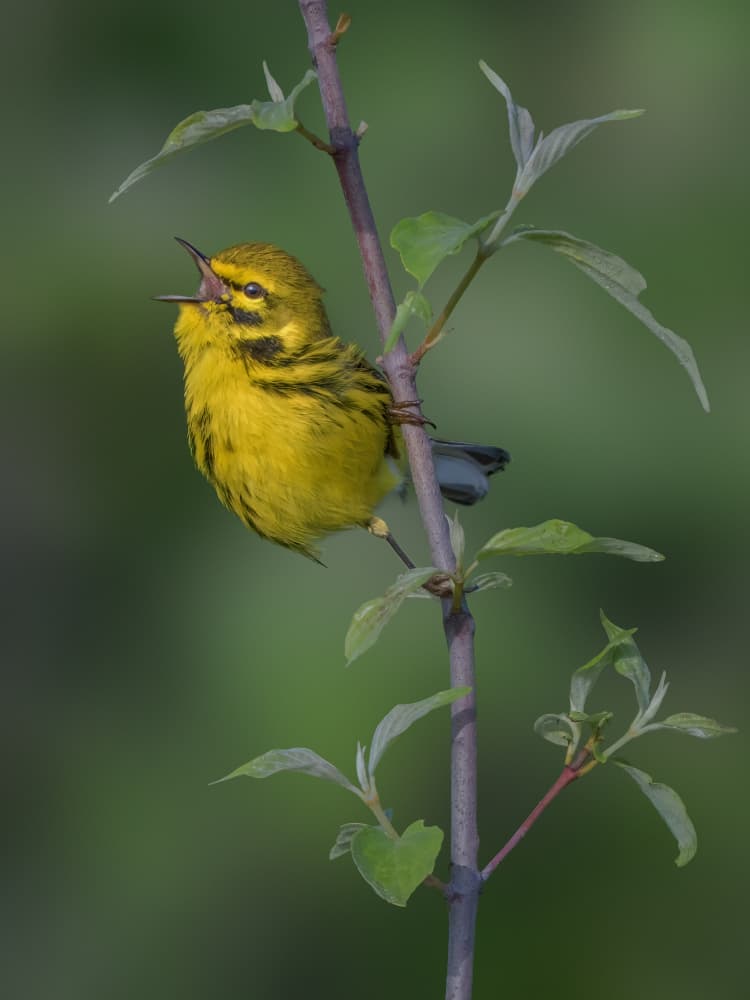 Singing Yellow Warbler by Jacob (Jian) Xu — canvas wall art