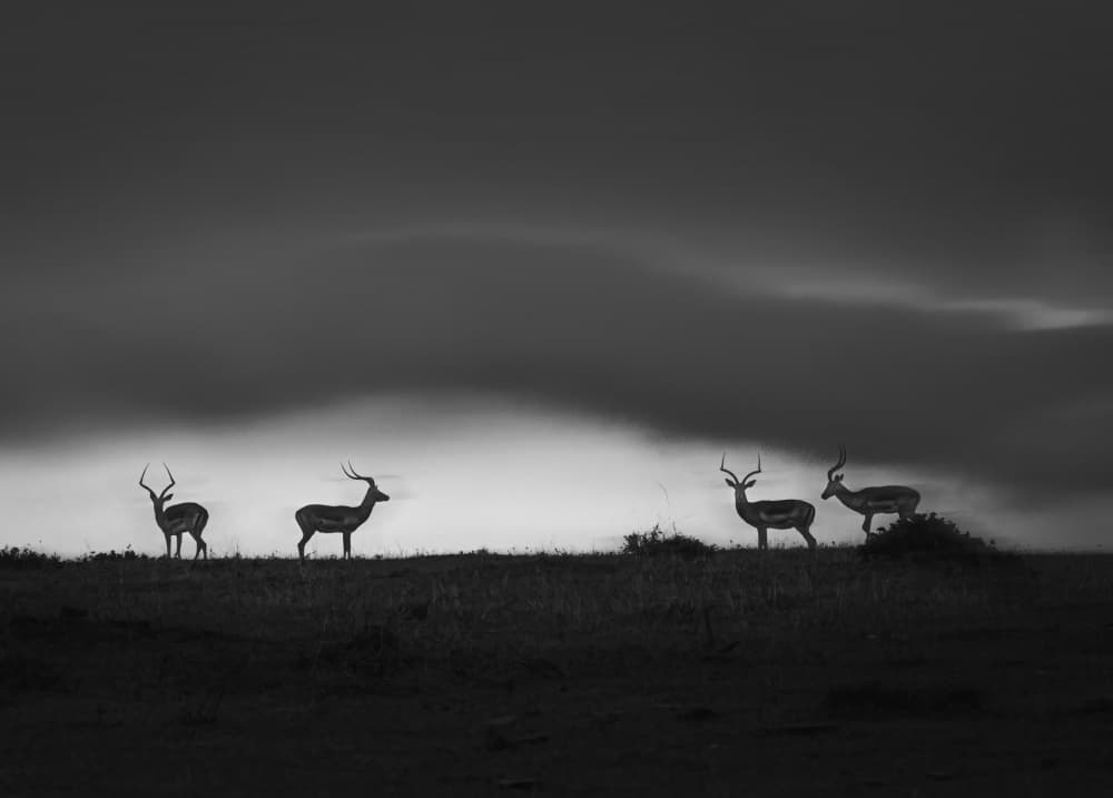 African Antelopes Horizon by Lisa D. Tang — canvas wall art