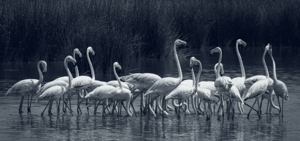 Elegant Flamingo Flock by Hamza Qarooni — canvas wall art
