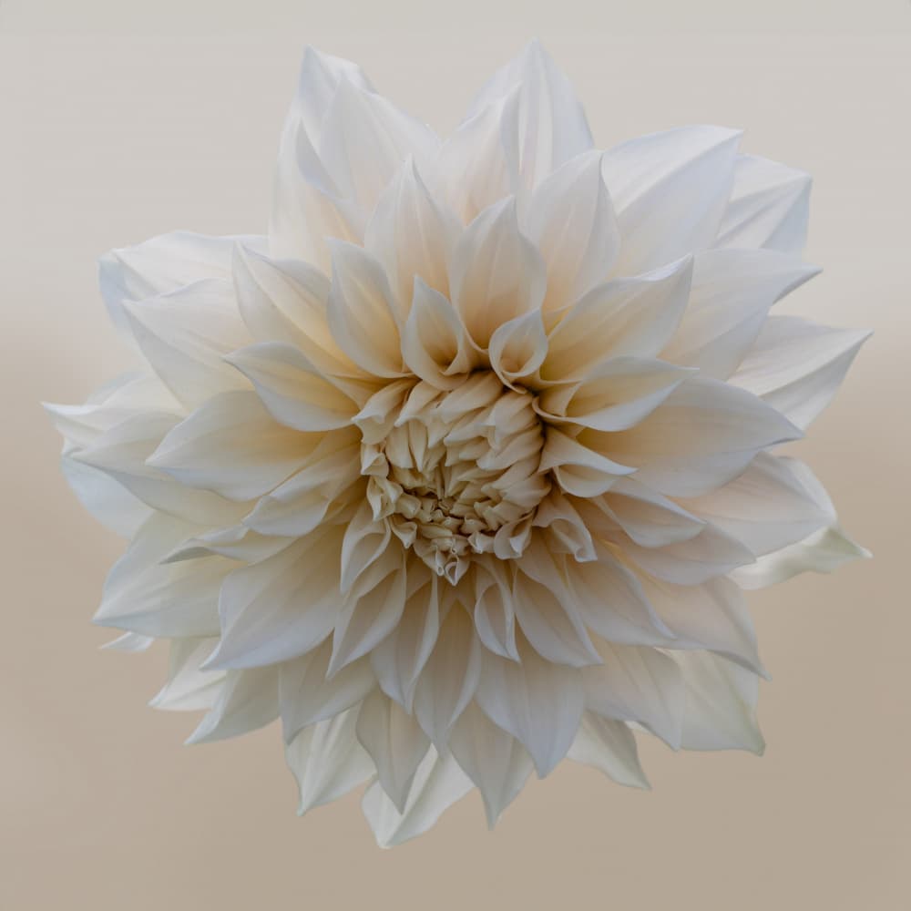 White Dahlia Bloom by brigitte van krimpen — canvas wall art