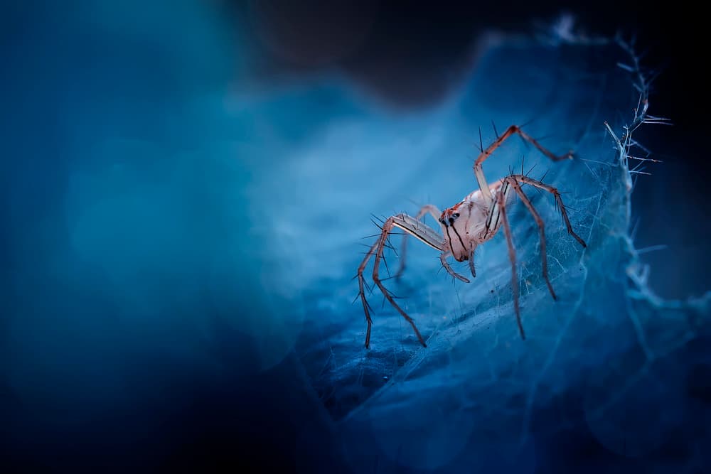 Ethereal Blue Spider by Fauzan Maududdin — canvas wall art