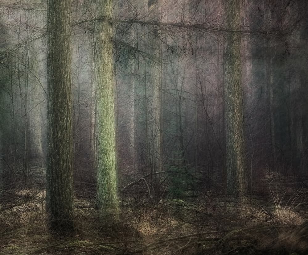 Larch by Nel Talen — canvas wall art