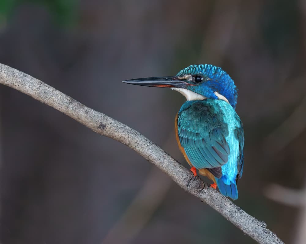 Vibrant Blue Kingfisher by Etienne Steenkamp — canvas wall art