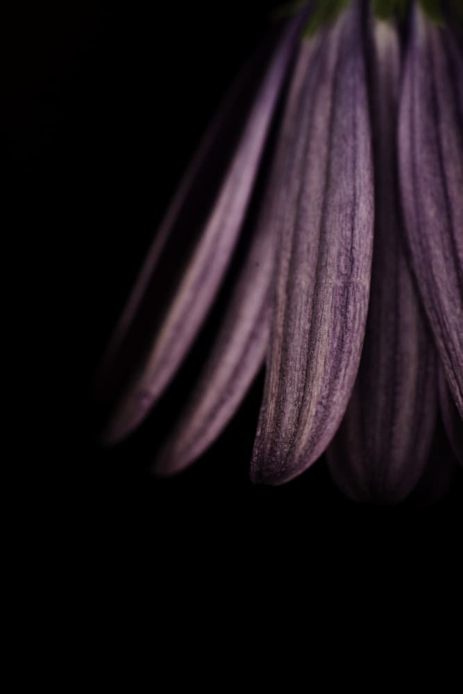 Deep Violet Petals by Javier Pardina — canvas wall art