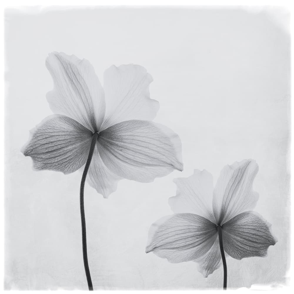 Ethereal White Flowers by Lotte Grønkjær — canvas wall art