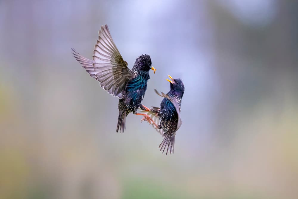 Starlings Battle Midair by Marco Redaelli — canvas wall art