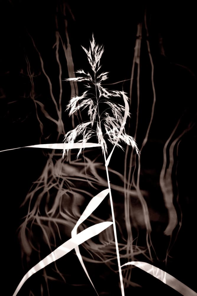 Elegant Sepia Reed by Christina Sillen — canvas wall art