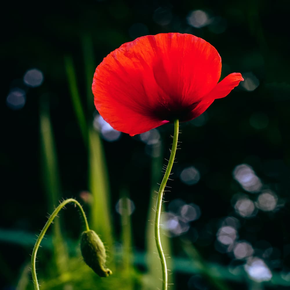 Vibrant Red Poppy by Stephanie Klatt — canvas wall art