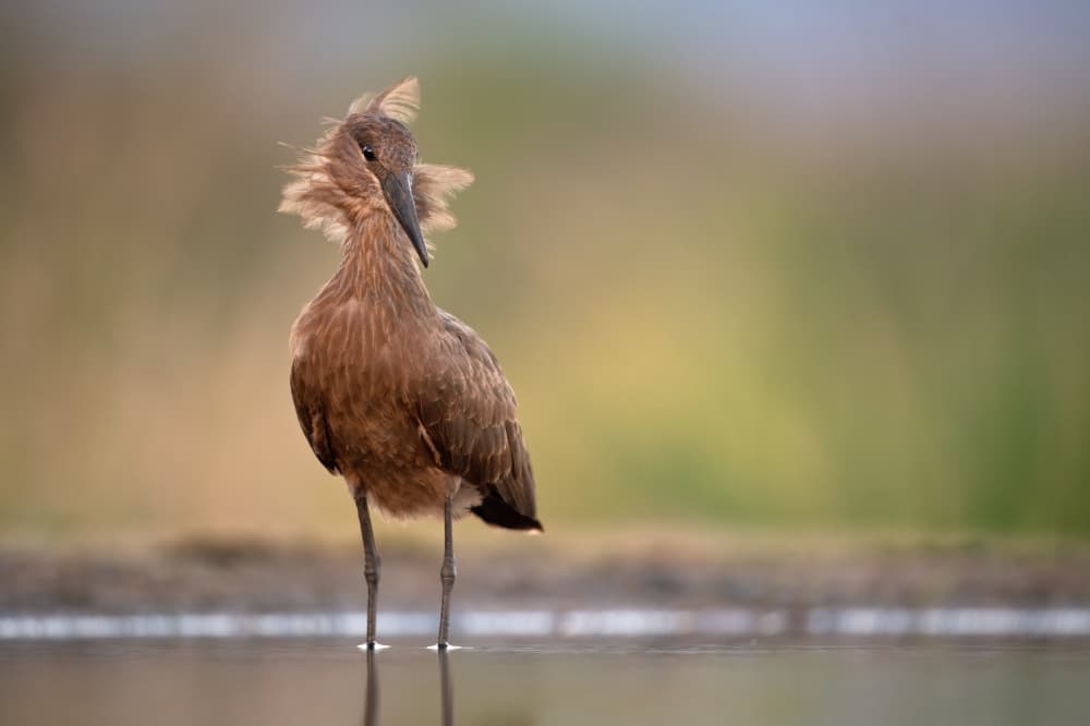 Crested Hamerkop Reflection by Marco Pozzi — canvas wall art