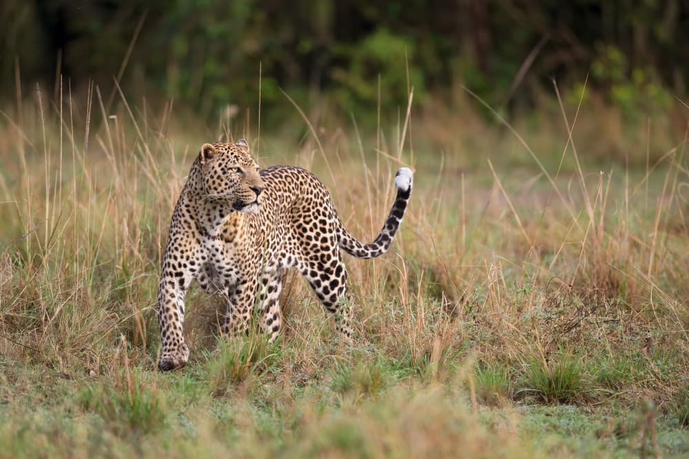 Majestic Savannah Leopard by Marco Pozzi — canvas wall art