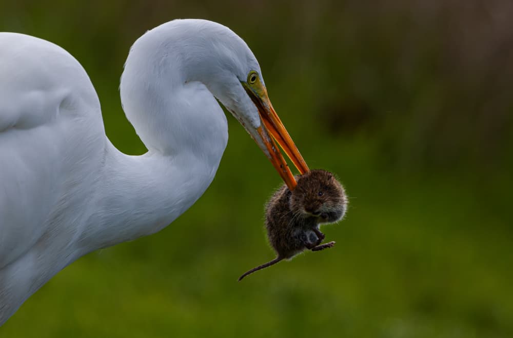 Egret's Catch by Johnson Huang — canvas wall art