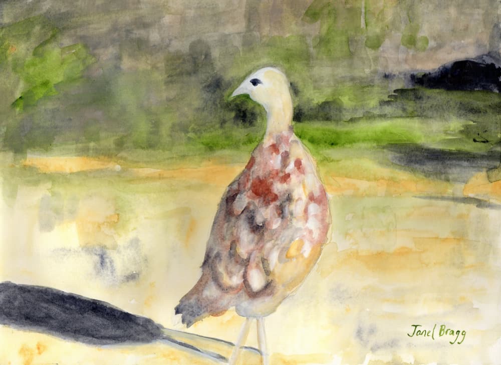 Painted Wild Turkey by Janel Bragg — canvas wall art