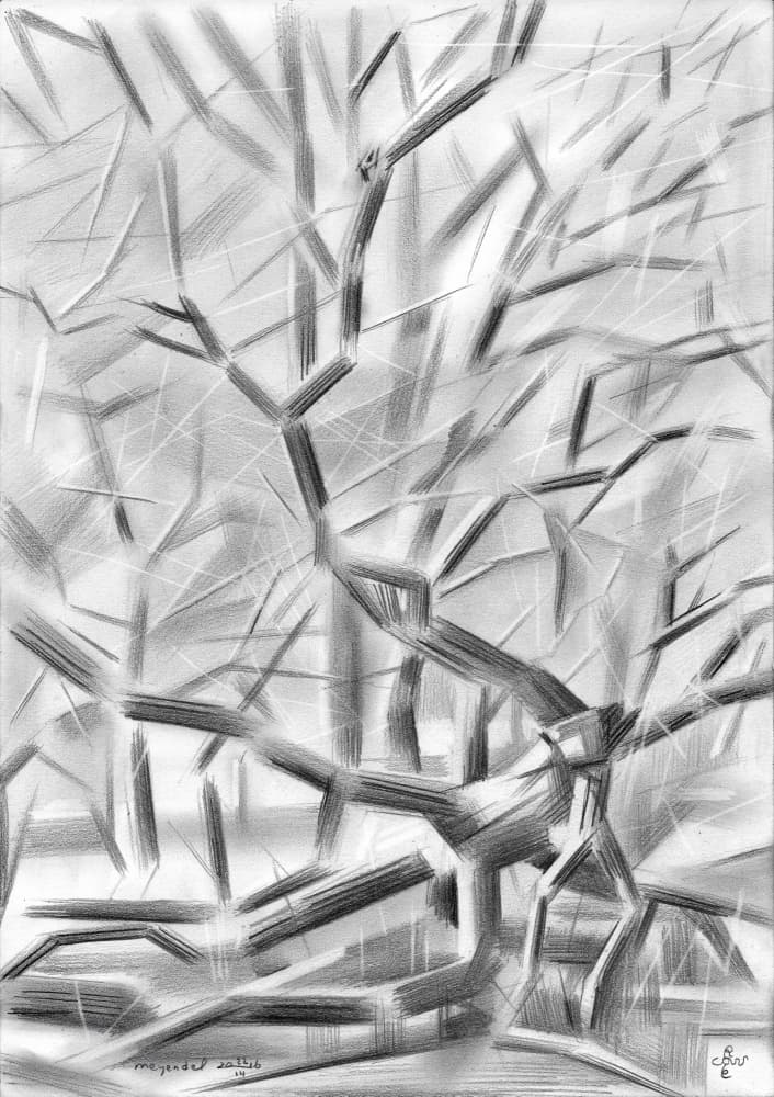 Stark Winter Trees by Corné Akkers — canvas wall art