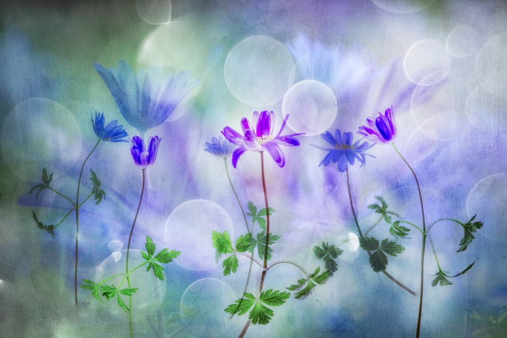 Ethereal Blue Flowers by Hilda van der Lee — canvas wall art