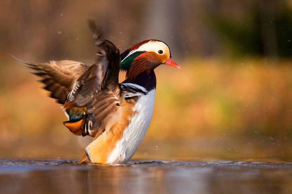 Mandarin Duck Splashing by Robert Adamec — canvas wall art