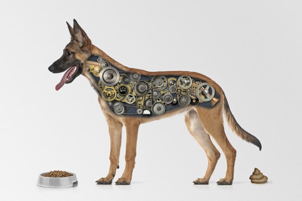 Mechanical Dog Life by Mister Solo — canvas wall art