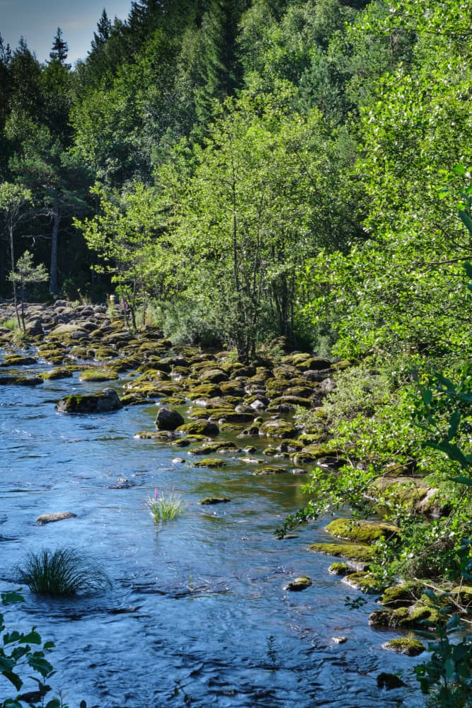 Serene Forest River by Geertjan Plooijer — canvas wall art