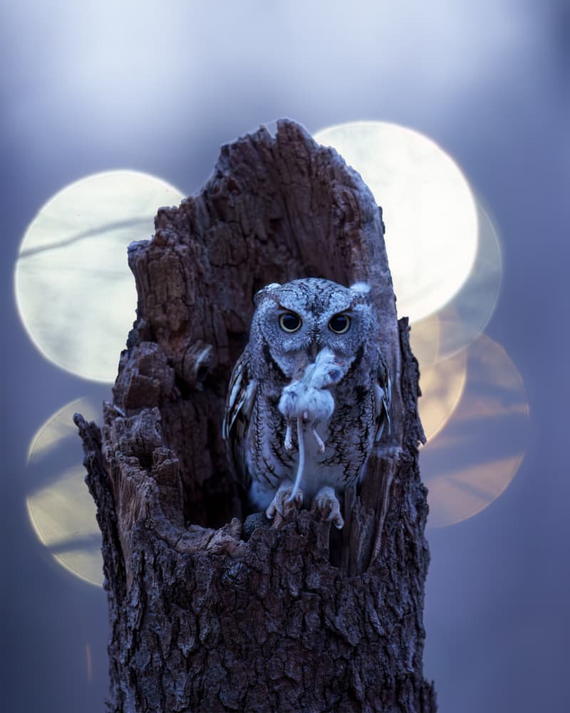 Moonlit Owl Hunter by Johnny Chen — canvas wall art