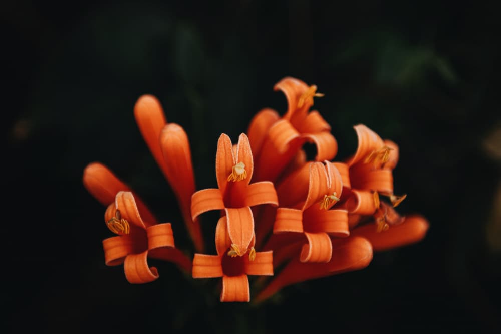 Elegant Orange Trumpet Blooms by Tim Mossholder — canvas wall art