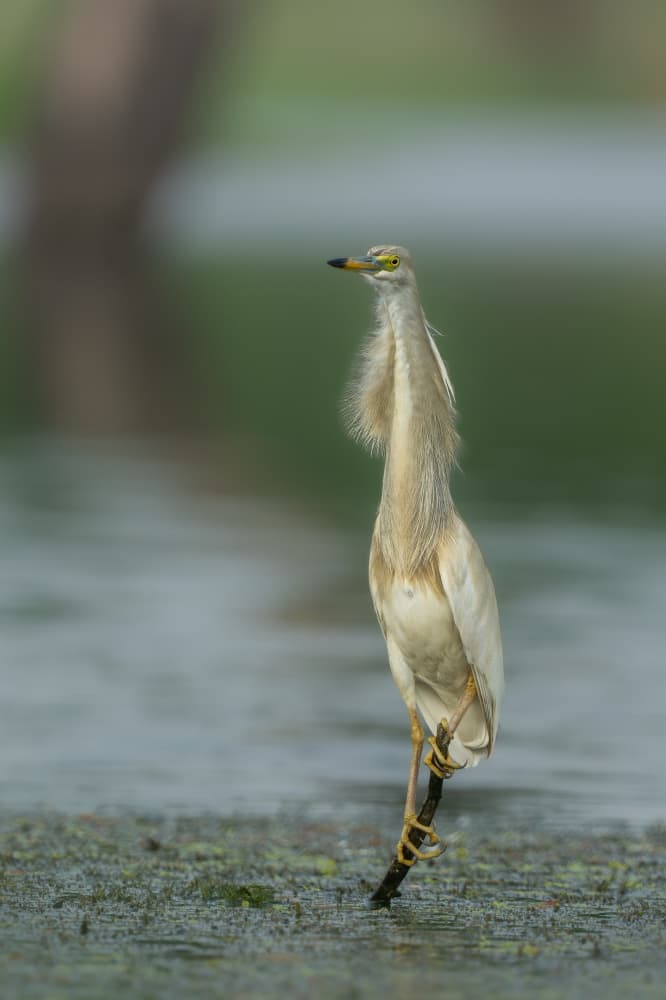 Elegant Wading Bird by Rajat Dhesi — canvas wall art