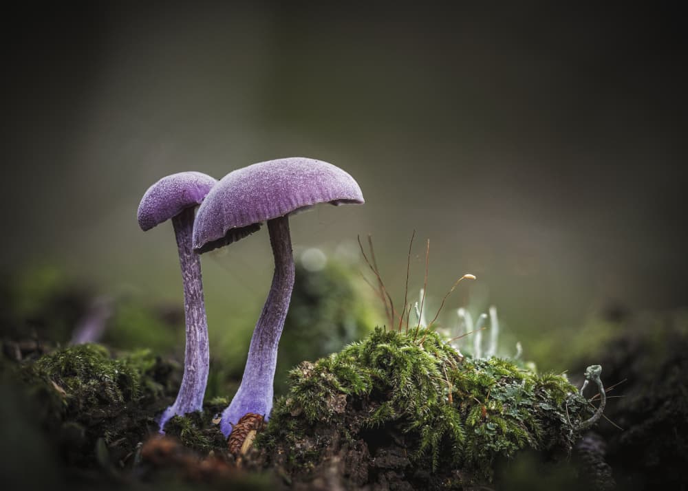 Enchanted Purple Fungi by Sergio Barboni — canvas wall art