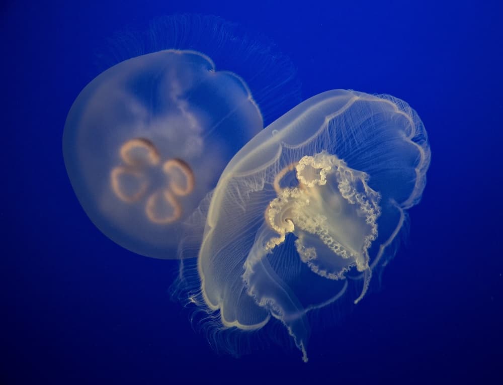 Moon Jellyfish Duo by C.S. Tjandra — canvas wall art