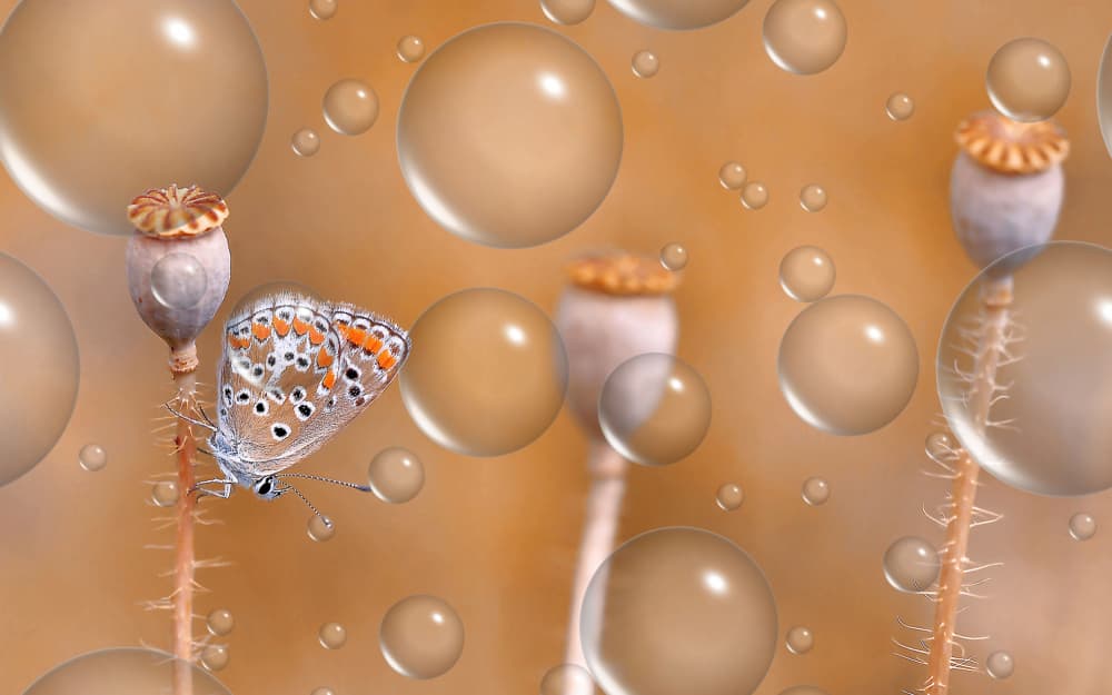 Golden Butterfly Bubbles by Thierry Dufour — canvas wall art