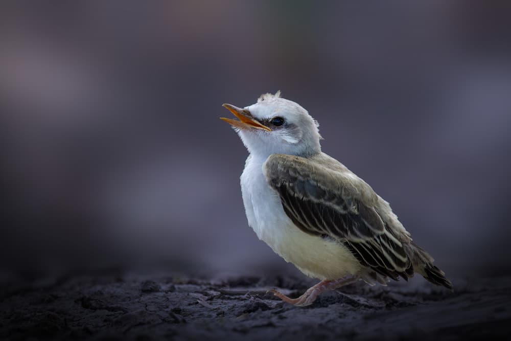 Baby Bird Calling Out by Robert Zhang — canvas wall art