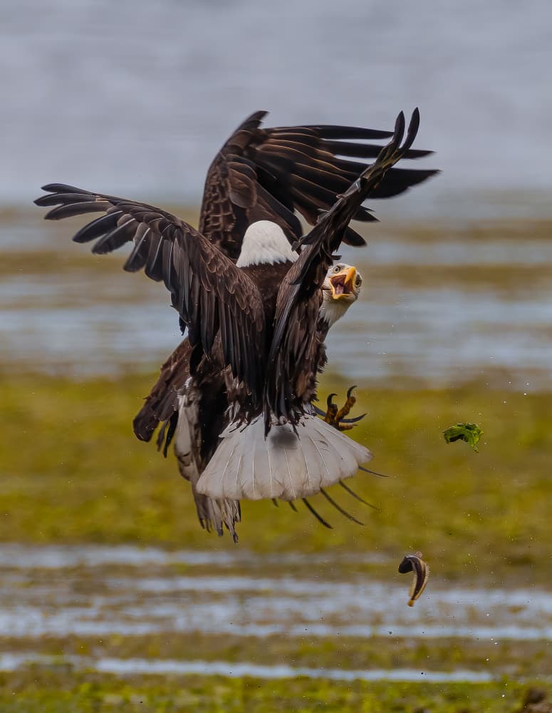 Bald Eagles Fighting Midair by Johnson Huang — canvas wall art