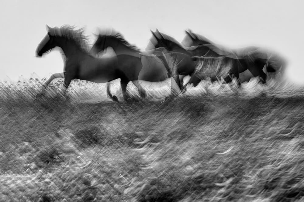 Galloping Wild Horses by Milan Malovrh — canvas wall art