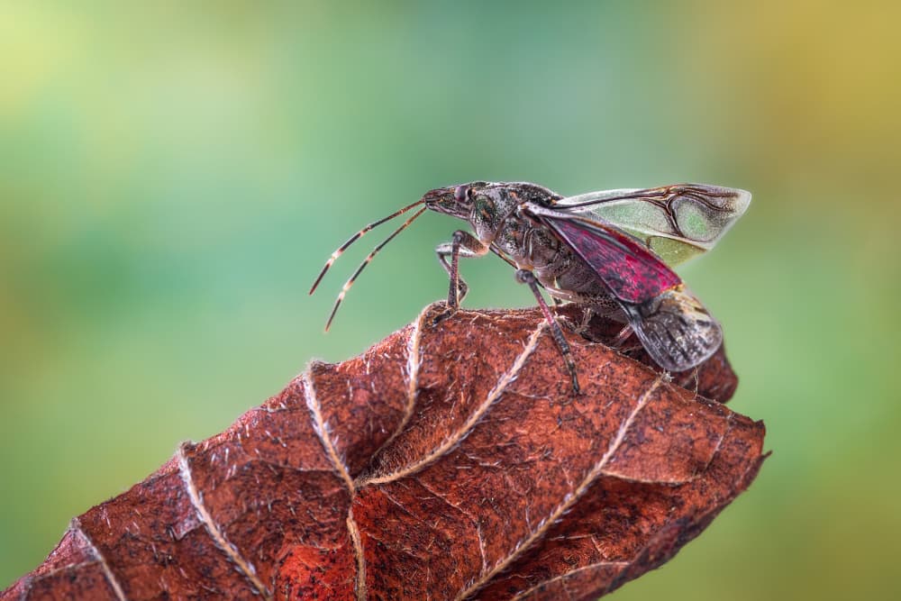 Vibrant Red Winged Insect by Atul Saluja — canvas wall art