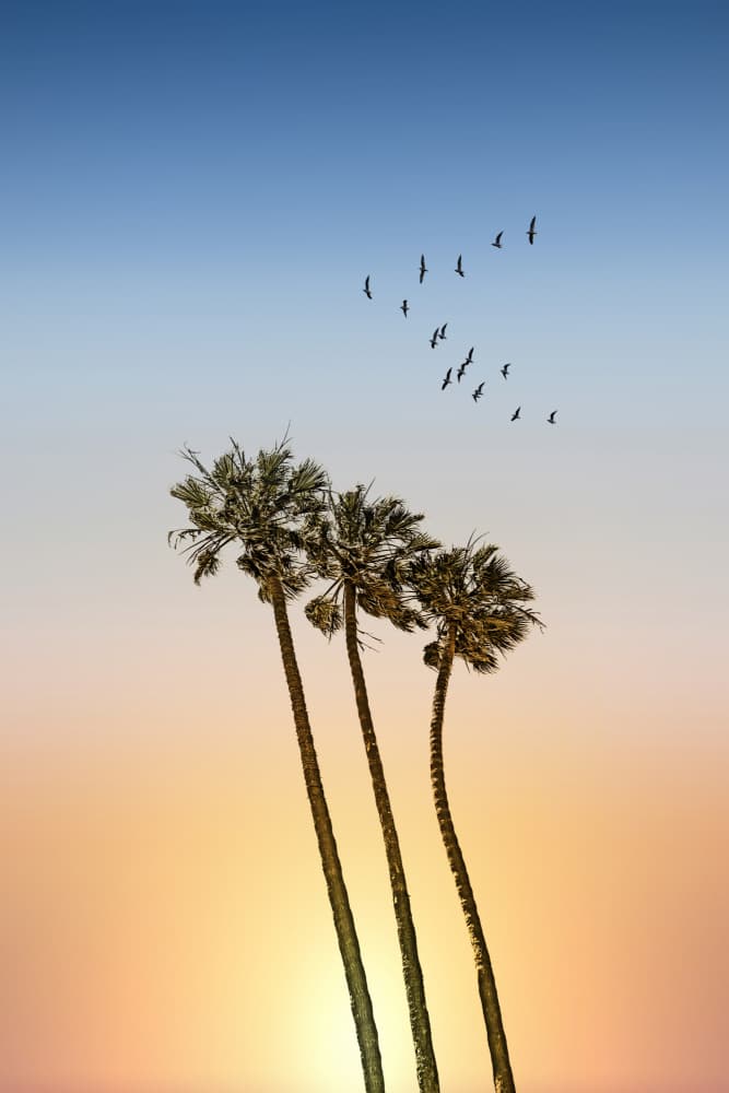 Golden Hour Palms by Melanie Viola — canvas wall art