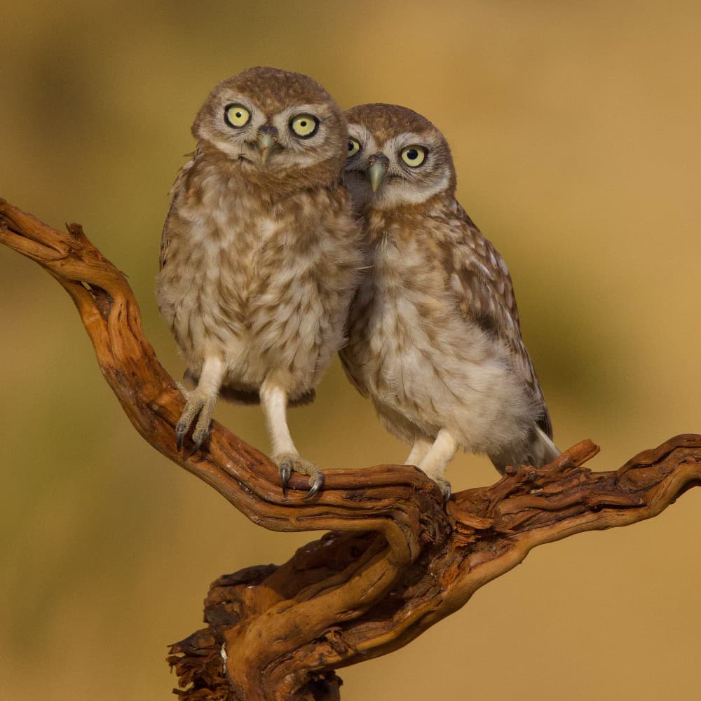 Two Curious Little Owls by David Manusevich — canvas wall art