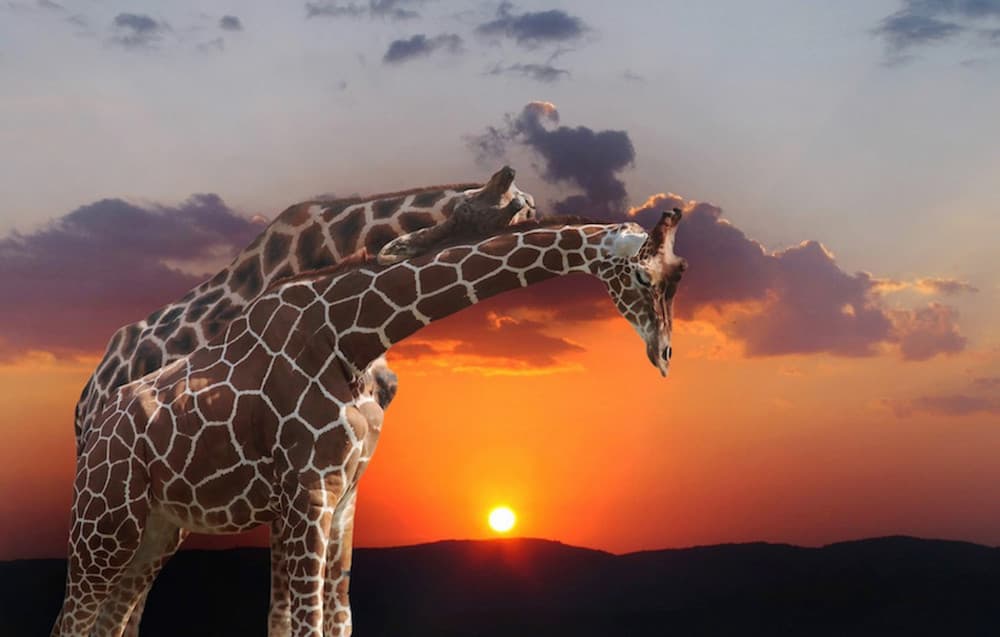 Golden Giraffes Sunset by Anna Cseresnjes — canvas wall art