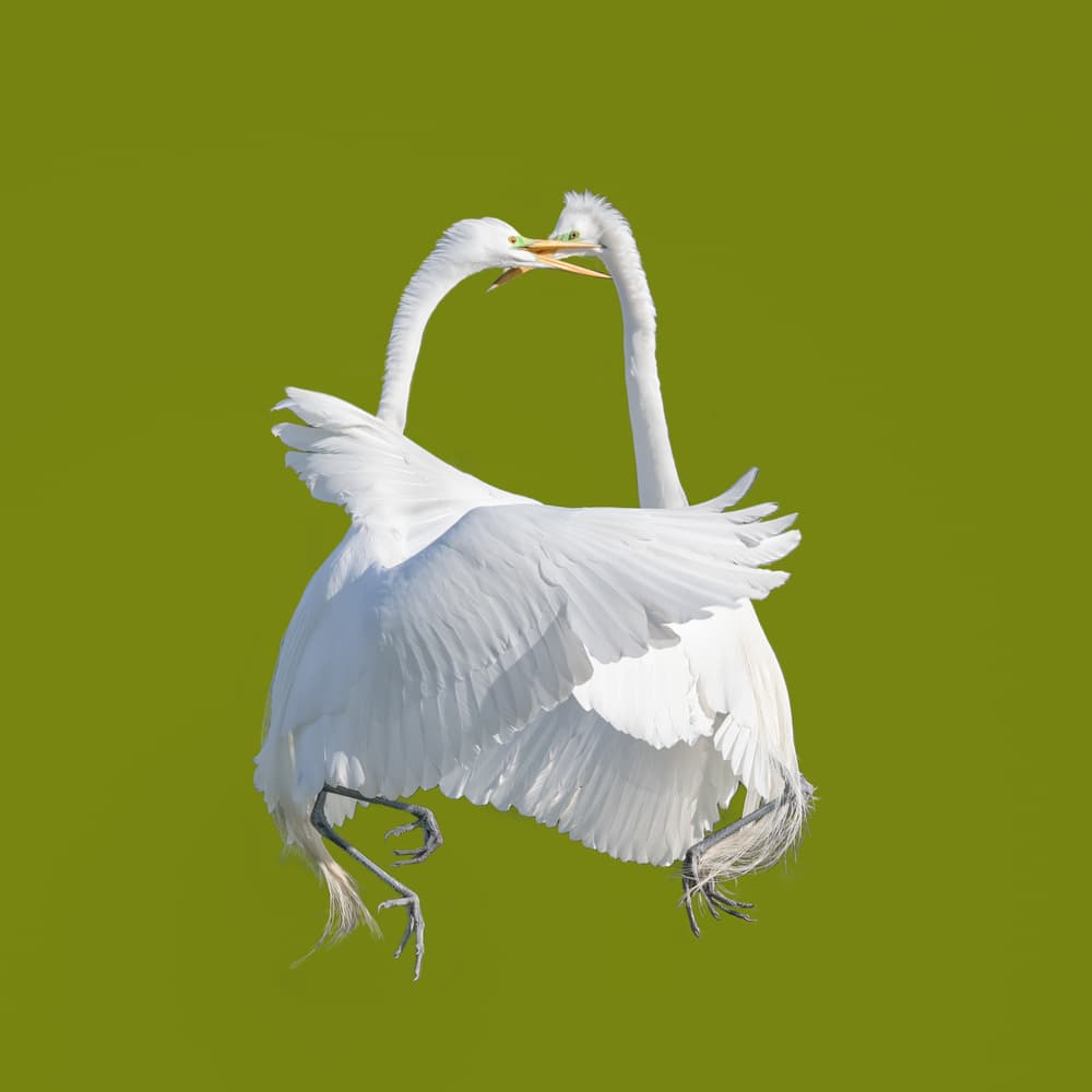 Elegant Egret Dance by Alex Li — canvas wall art