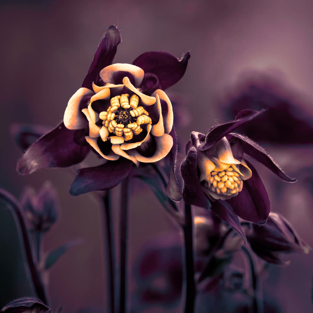 Dark Floral Elegance by Cicek Kiral — canvas wall art