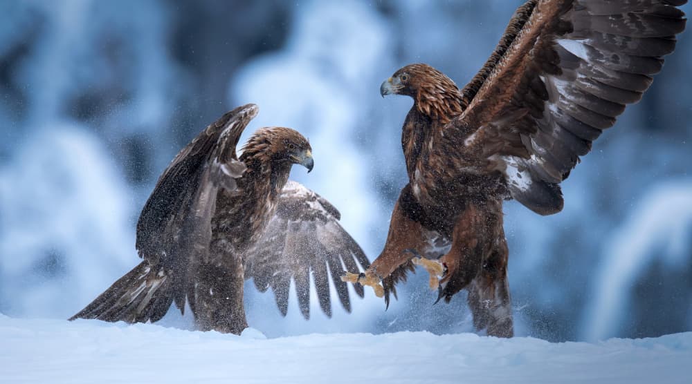 Golden Eagles Snow Fight by Erik Engström — canvas wall art