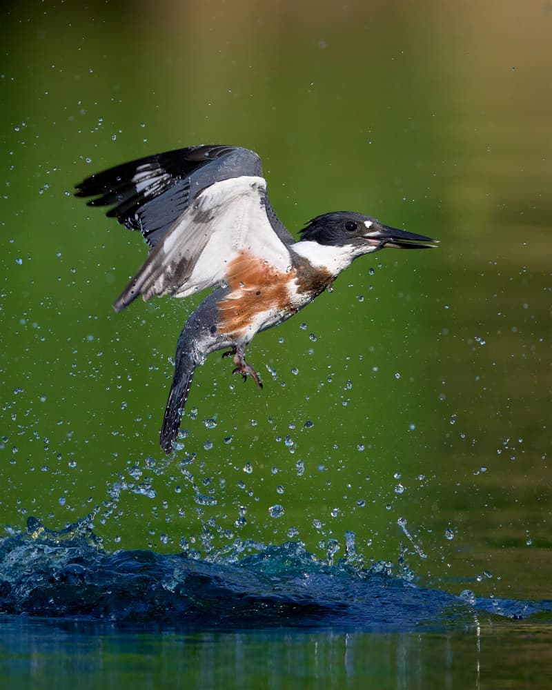 Kingfisher Water Takeoff by Johnny Chen — canvas wall art