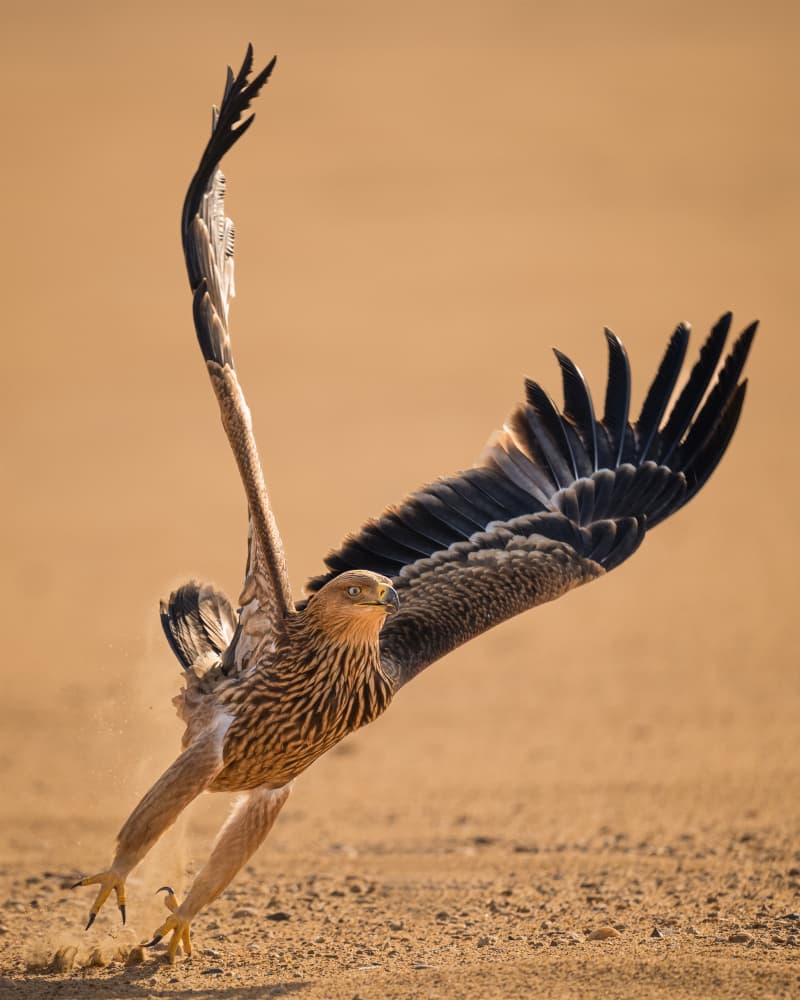 Eagle Landing Dust by Ahmed Sobhi — canvas wall art