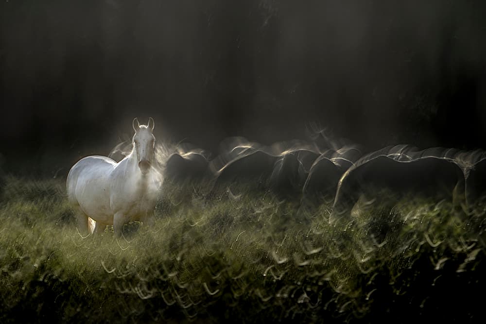 Ethereal White Horse by Milan Malovrh — canvas wall art