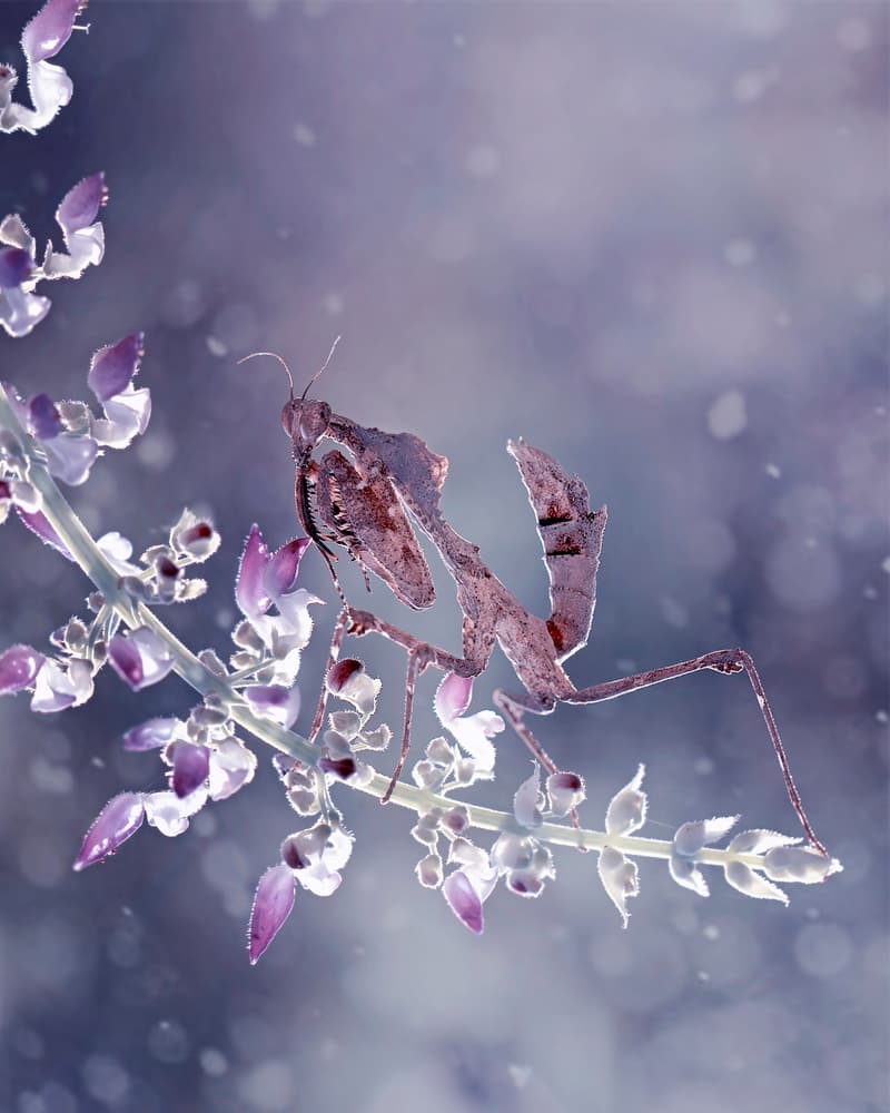 Camouflaged Mantis on Lavender by Fauzan Maududdin — canvas wall art